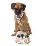 Harness_EasyFeeder_GoNuts_Dog_1