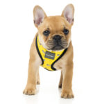 Harness_MonkeyMania_Dog_7