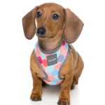 Harness_TheHive_Dog_1